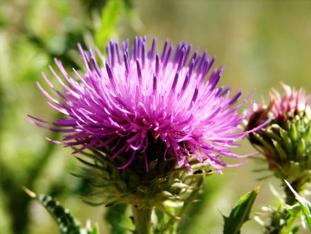       Thistle                         の写真素材