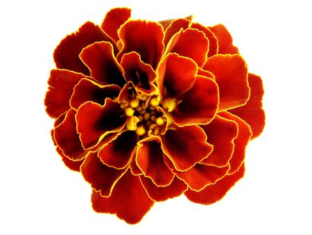           Flower                     の写真素材
