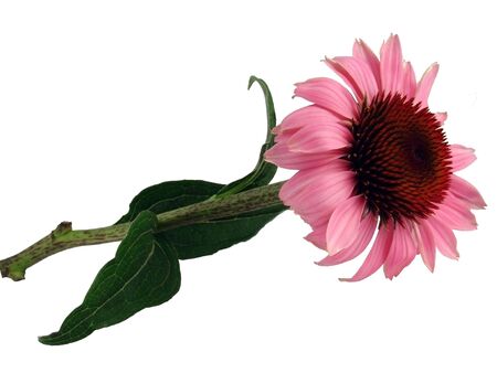     Flower                           の写真素材
