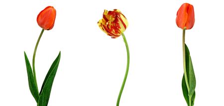 Three Tulips.の写真素材