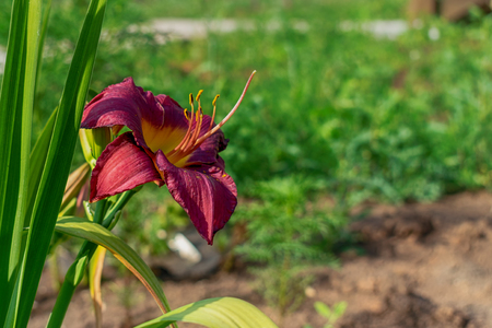 Lily flower close-up, hot summer day on a blurred background of greeneryの写真素材