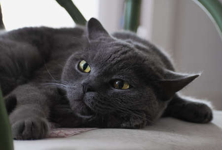 Pet, British cat lying on a chair, close-up.