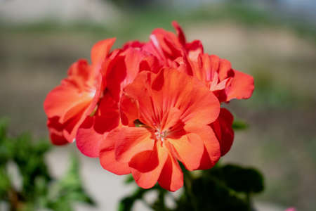 A red flower, on a bright sunny day, on a blurry background.の写真素材