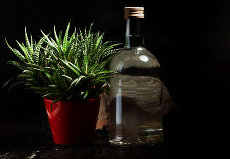 A bottle of vodka is a houseplant on a dark backgroundの写真素材