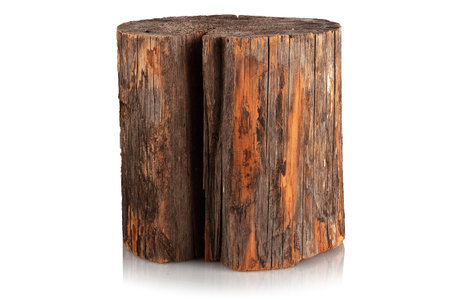 Pruning of a pine log on a white backgroundの写真素材