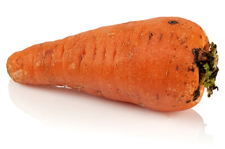 Freshly washed carrots on a white background.の写真素材