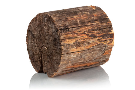 Pruning of a pine log on a white backgroundの写真素材