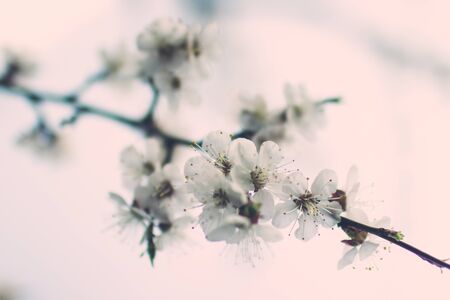 delicate white spring flowers on the apricot on a Sunny dayの写真素材
