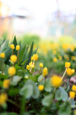 beautiful spring colored flowers in the gardenの写真素材