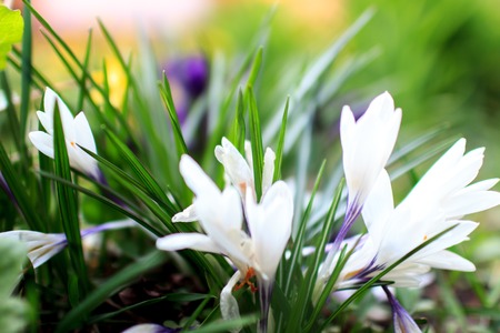 beautiful spring colored flowers in the gardenの写真素材