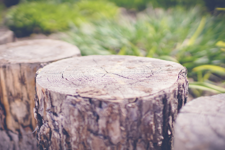 green garden with wooden perimeter finesの写真素材