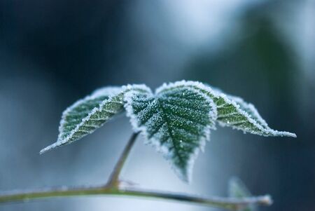 Leaves on a branch covered with hoarfrost, frosty morningの写真素材