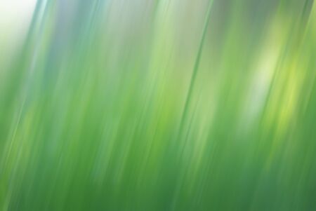 Blurred abstract green grassy backgroundの写真素材