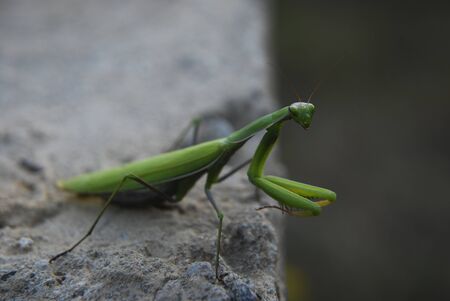 Praying mantis in natural habitat, macrophotographyの写真素材
