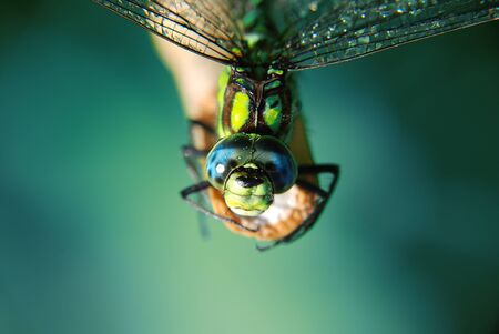 Beautiful  dragonfly in nature, close up macro photographyの写真素材