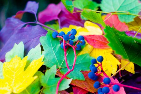 Soft focus, colorful, autumn background from colorful leavesの写真素材