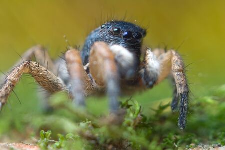 Jumping spider on bright background in nature