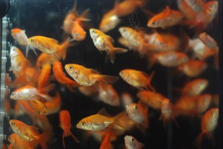 A flock of goldfish in the aquariumの写真素材