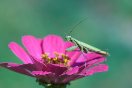 Mantis on pink flower in garden