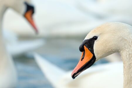 Swans on the lake in winter