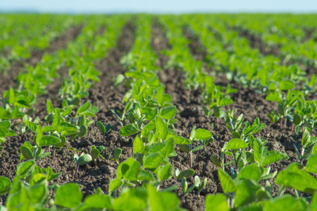 Soybean field, small sproutsの写真素材