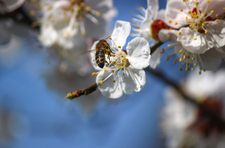 spring blooming and beeの写真素材
