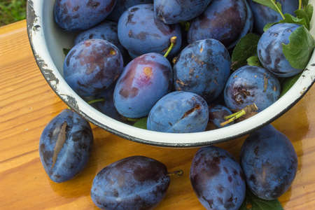 fresh plumsの写真素材