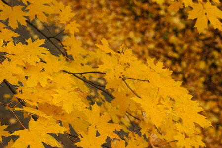 golden autumn