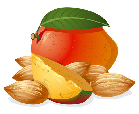 mango and almondsのイラスト素材