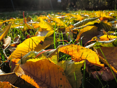 Photo of autumn falling leaves in the garden in morning time