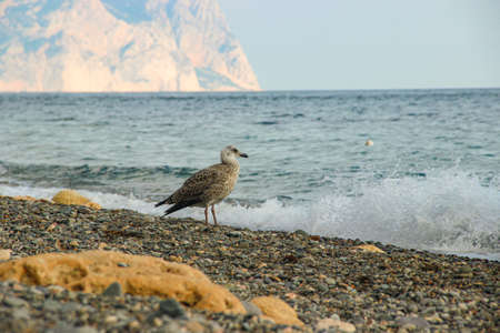 seagull on the black sea beach at the summer daylightの写真素材