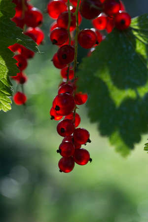 photo image of the ripe red ribes bunch in the summer gardenの写真素材