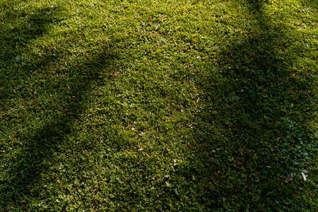 Green even cut lawn. Grass near the house or in the park.の写真素材