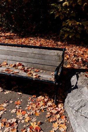Bench in the autumn park. Golden autumn leaves fall from the tree. Neagara Falls National Parkの写真素材