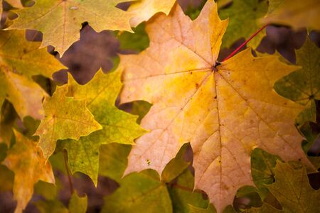 maple leaves, autumn