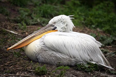 portrait of sitting on the grass Pelicanの写真素材