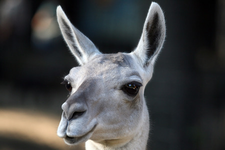 portrait of Lama closeupの写真素材