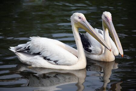 two pelican swim in the pondの写真素材
