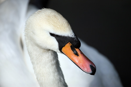 portrait of a white Swanの写真素材