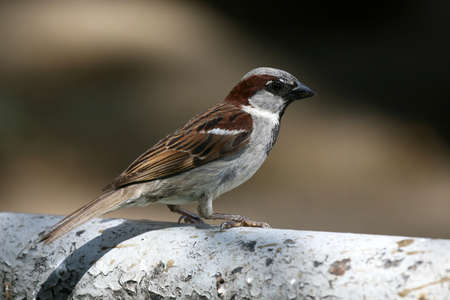 portrait of a seated Sparrow