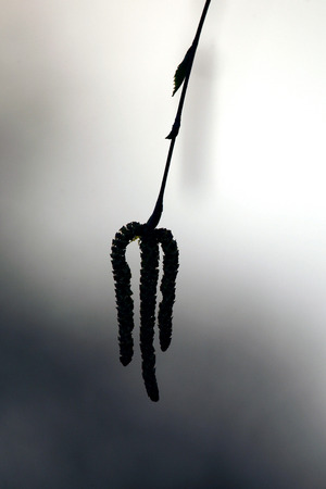 birch catkin on a gray backgroundの写真素材