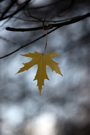 a lone autumn leaf on the treeの写真素材