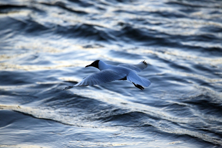 seagull flying low over the waterの写真素材