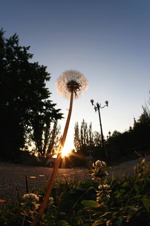 dandelion against the setting sunの写真素材