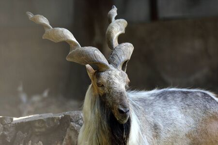portrait of a mountain goat with large hornsの写真素材
