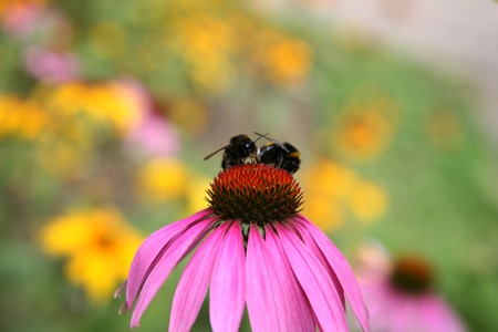 two of the bumblebee sitting on a pink flowerの写真素材