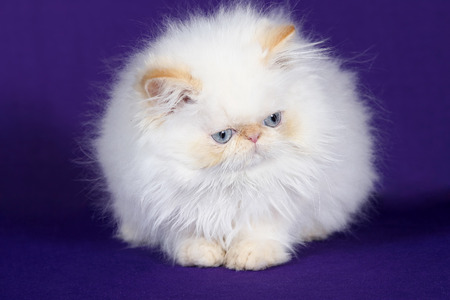 Studio portrait of a cute white kittenの写真素材