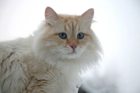 fluffy white ginger adult cat for a walkの写真素材