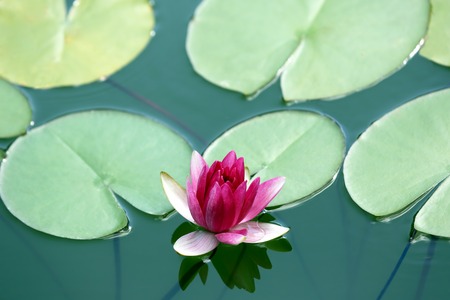 very juicy blooming Lotus in the pond close upの写真素材