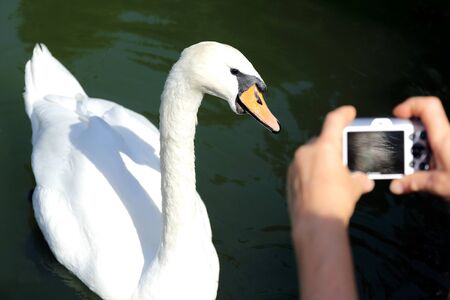 white Swan posing for the photographer shootingの写真素材